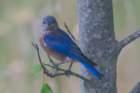 sep2014shenandoahriverstateparkvaeasternbluebirddsc04876_small.jpg