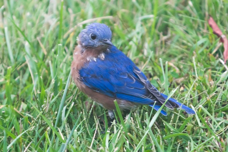 sep2014shenandoahriverstateparkvaeasternbluebirddsc04881.jpg