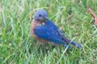 sep2014shenandoahriverstateparkvaeasternbluebirddsc04881_small.jpg