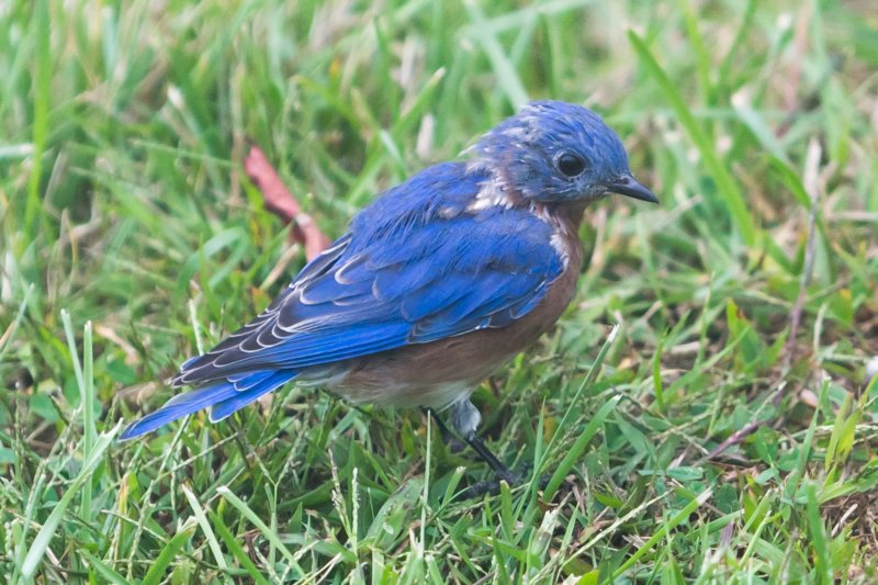 sep2014shenandoahriverstateparkvaeasternbluebirddsc04883.jpg