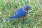 sep2014shenandoahriverstateparkvaeasternbluebirddsc04883_small.jpg