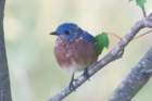 sep2014shenandoahriverstateparkvaeasternbluebirddsc04886_small.jpg