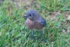 sep2014shenandoahriverstateparkvaeasternbluebirddsc04894_small.jpg