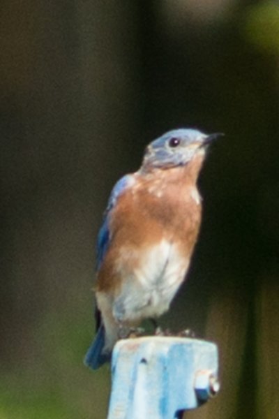 sep2014shenandoahriverstateparkvaeasternbluebirddsc05068.jpg