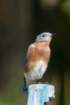 sep2014shenandoahriverstateparkvaeasternbluebirddsc05068_small.jpg