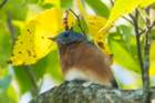 sep2014shenandoahriverstateparkvaeasternbluebirddsc05087_small.jpg