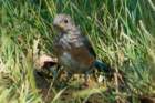 sep2014shenandoahriverstateparkvaeasternbluebirdjuvenilledsc05071_small.jpg