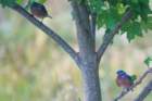 sep2014shenandoahriverstateparkvaeasternbluebirdsdsc04889_small.jpg