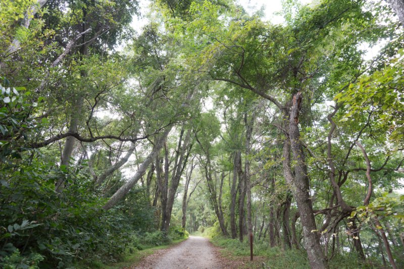 sep2014trailtoturkeypointlighthouseatelkneckstateparkmddsc04816.jpg