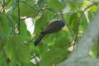 sep2014tuftedtitmousebaileyspointcampgroundglasgowkydsc05537_small.jpg