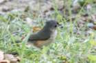 sep2014tuftedtitmousebaileyspointcampgroundglasgowkydsc05563_small.jpg