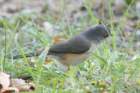 sep2014tuftedtitmousebaileyspointcampgroundglasgowkydsc05567_small.jpg