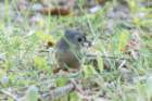 sep2014tuftedtitmousebaileyspointcampgroundglasgowkydsc05571_small.jpg