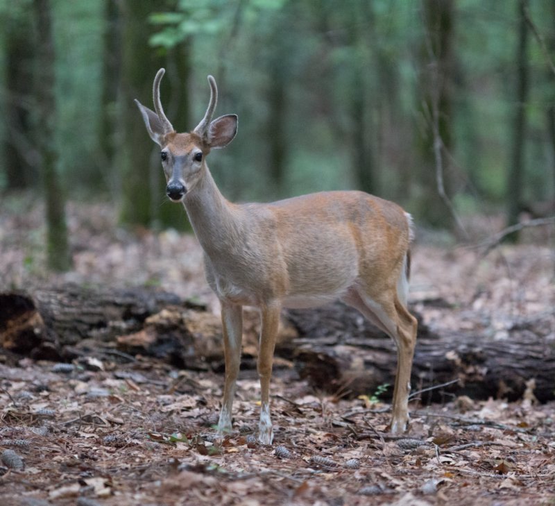 sep2014whitetaileddeeratfallslakestaterecreationareancdsc04670.jpg