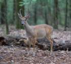 sep2014whitetaileddeeratfallslakestaterecreationareancdsc04670_small.jpg