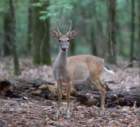 sep2014whitetaileddeeratfallslakestaterecreationareancdsc04672_small.jpg