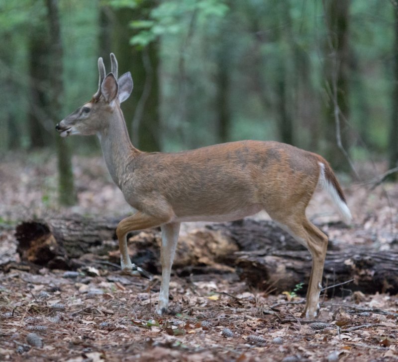 sep2014whitetaileddeeratfallslakestaterecreationareancdsc04675.jpg