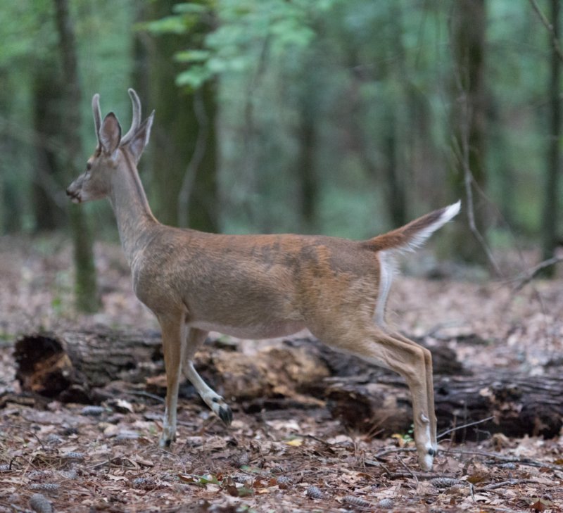 sep2014whitetaileddeeratfallslakestaterecreationareancdsc04678.jpg