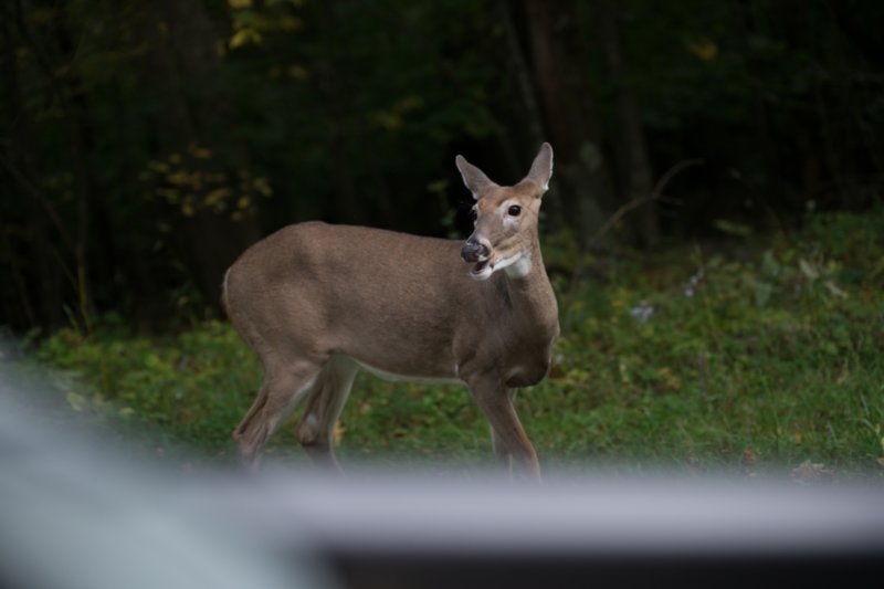 sep2014whitetaileddeeronskylinedrivedsc05151.jpg