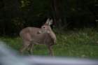 sep2014whitetaileddeeronskylinedrivedsc05156_small.jpg