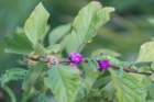 koreshanhistoricsp07062015dsc0667101_small.jpg